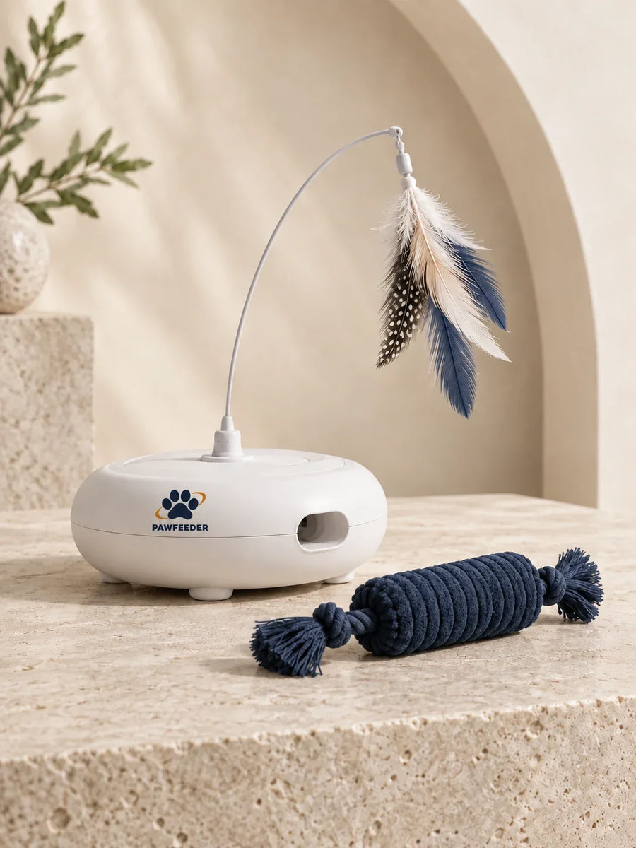 Interactive & Chew Toys
